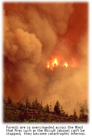 The Biscuit Fire in southern Oregon