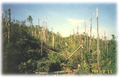 Part of the blowdown area in July 1999