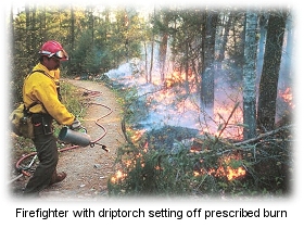 Firefighters torch off the prescribed burn