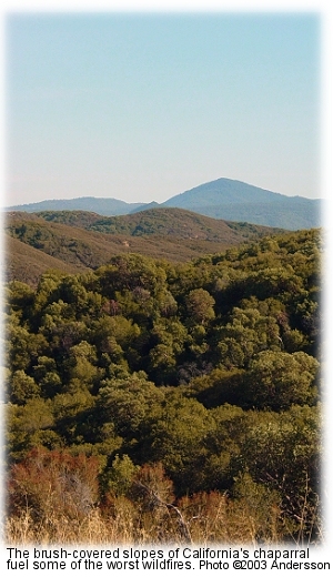 Chaparral on the Mendocino National Forest