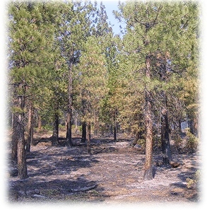 Low-intensity burn on the Cone Fire