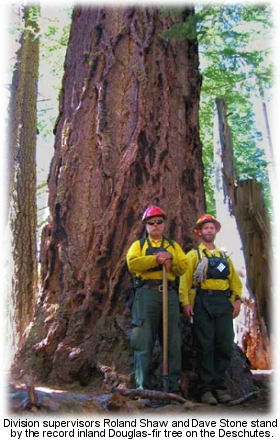 Record-size Doug-fir on the B&B