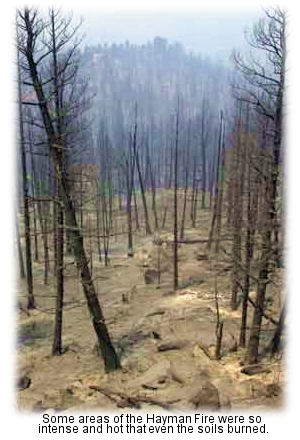 Aftermath of the Hayman Fire