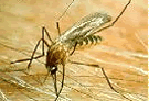 Adult mosquito - click for more info