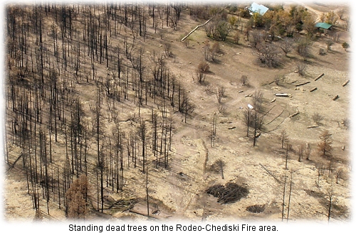 Standing dead trees on the Rodeo-Chediski