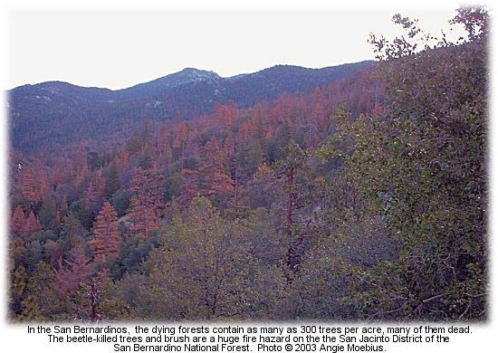 Bark beetles have decimated the slopes of the San Jacinto District