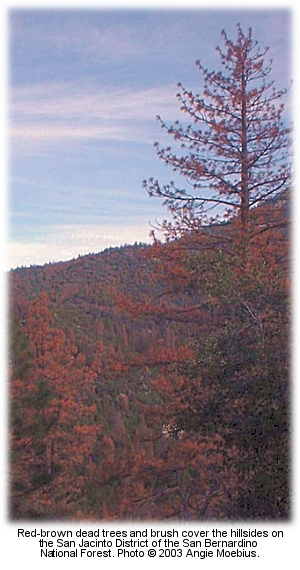 Bug-killed trees on the San Berdo